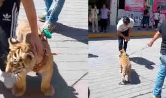 Hombre pasea a cachorro de tigre por las calles de Tulancingo, Hidalgo