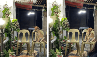 Video: Perrito muestra su lealtad hasta el final al acompañar a su dueña en su funeral