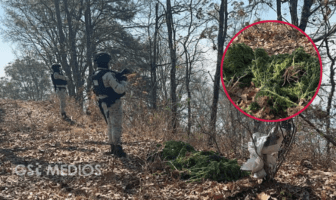 Autoridades aseguran marihuana en Quitupán, Jalisco