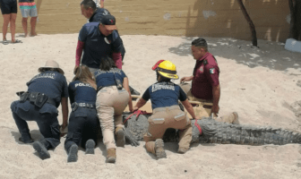 Capturan a enorme cocodrilo en zona turística de Puerto Vallarta