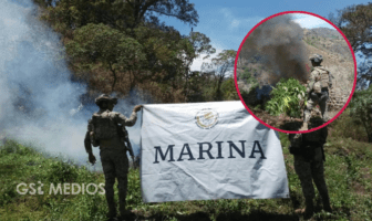 Localizados y erradicados 49 plantíos de marihuana en Nayarit: Semar