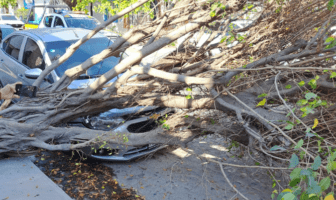 Árbol cae sobre vehículo en la colonia Versalles
