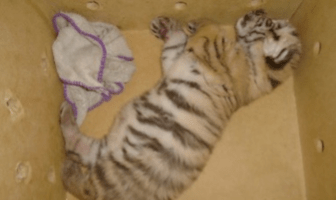 Aseguran un "bebé" tigre de bengala en retén de Yucatán