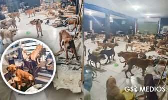 Noticias de Puerto Vallarta | NotiespacioPV | Ponen a salvo más de 200 lomitos en Quintana Roo