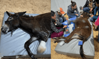 Indignación nacional por cruel maltrato a burrita en Cadereyta Indignación nacional por cruel maltrato a burrita en Cadereyta