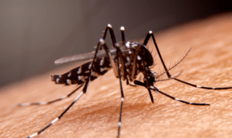 Jalisco lidera casos de dengue en México; autoridades intensifican acciones