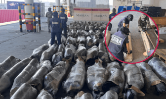 Marina asegura más de 750 kilos de marihuana en el puerto de Veracruz
