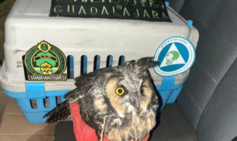 Guardabosques rescatan a búho en Guadalajara
