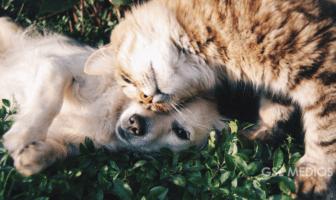 Esterilización gratuita para perros y gatos en el Parque Lineal Esterilización gratuita para perros y gatos en el Parque Lineal