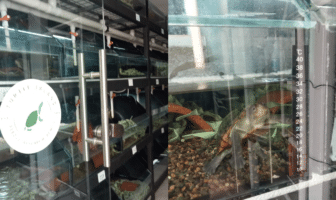 Roban tortugas en peligro de extinción del CUC Roban tortugas en peligro de extinción del CUC