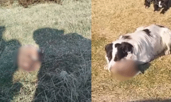 Perro jugaba con cráneo humano en Ecatepec, Edomex