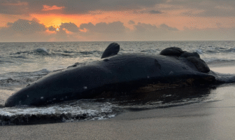 Ballena muere tras chocar con embarcación en Colima