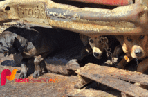 Cateo en el Estado de México revela presunta venta de carne de perro en Mexicaltzingo