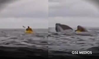 Ballena jorobada engulle brevemente a joven en el sur de Chile y lo expulsa ileso