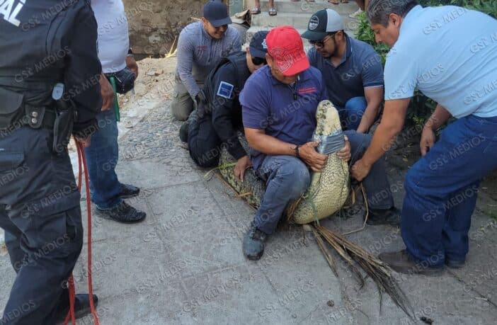 Capturan cocodrilo de más de 3 metros en Vallarta y lo reubican en su hábitat