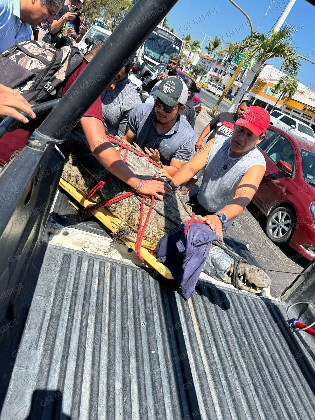 Capturan cocodrilo de más de 3 metros en Vallarta y lo reubican en su hábitat