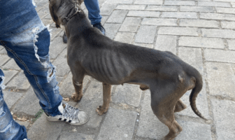 Rescatan a cuatro perros víctimas de presunto maltrato en Guadalajara Rescatan a cuatro perros víctimas de presunto maltrato en Guadalajara