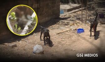 Abandonan perros en predio de la colonia Palma Real Abandonan perros en predio de la colonia Palma Real