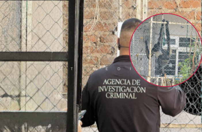 Asegura FGR un mono araña en cateo realizado en Ameca, Jalisco