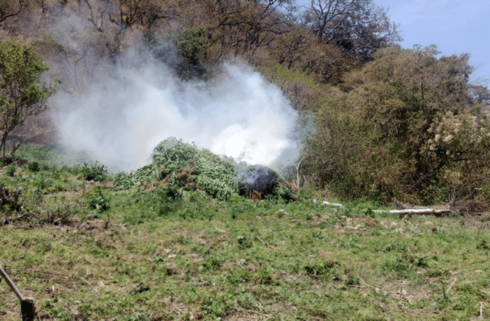 Destruyen 25 mil plantas de marihuana en Mascota