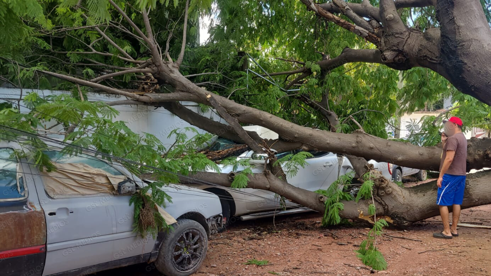 Cae enorme árbol de parota sobre camioneta en el Coapinole