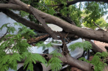 Cae enorme árbol de parota sobre camioneta en el Coapinole