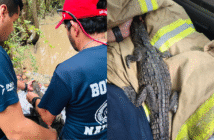Reubican a cocodrilo localizado en casa de playa en Bahía de Banderas