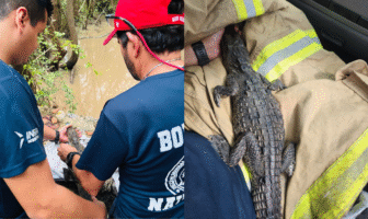 Reubican a cocodrilo localizado en casa de playa en Bahía de Banderas Reubican a cocodrilo localizado en casa de playa en Bahía de Banderas