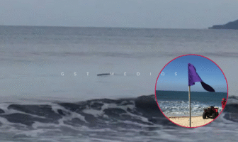 Colocan bandera morada en Bahía de Banderas por avistamiento de cocodrilo