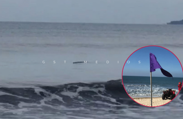 Colocan bandera morada en Bahía de Banderas por avistamiento de cocodrilo