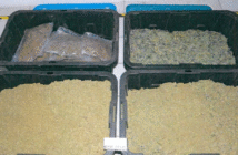 Autoridades aseguran más de 26 kilos de marihuana en Tequila, Jalisco