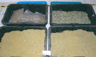 Autoridades aseguran más de 26 kilos de marihuana en Tequila, Jalisco