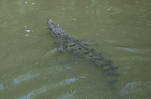 SEMADET atiende situación de cocodrilos en Puerto Vallarta