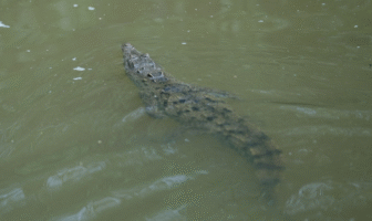 SEMADET atiende situación de cocodrilos en Puerto Vallarta