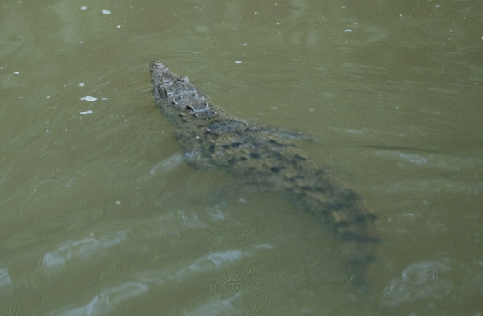 SEMADET atiende situación de cocodrilos en Puerto Vallarta
