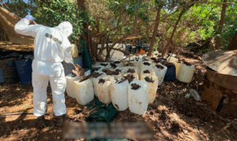 Aseguran seis laboratorios clandestinos y más de 4.8 toneladas de droga en Sinaloa