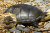 Presunto traficante de Tortugas Casquito, es vinculado a proceso en Puerto Vallarta
