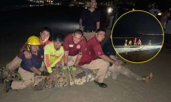 Capturan enorme cocodrilo en playa de Bahía de Banderas tras varios días de alerta