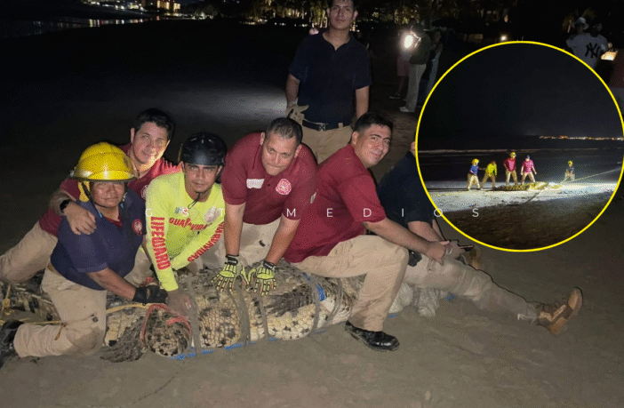 Capturan enorme cocodrilo en playa de Bahía de Banderas tras varios días de alerta
