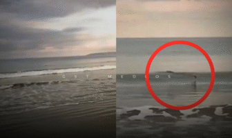Permanece cerrada playa en Bahía de Banderas por presencia de cocodrilos