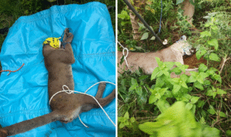 Hallan a puma herido en Morelía; se reporta grave tras ser atropellado