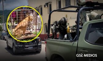 Autoridades aseguran a leona en la colonia Independencia de Puerto Vallarta