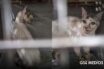 Queda ciego Tomasito, el gato que fue maltratado y rescatado en Jalisco
