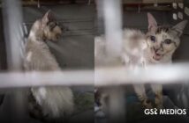 Queda ciego Tomasito, el gato que fue maltratado y rescatado en Jalisco