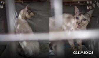 Queda ciego Tomasito, el gato que fue maltratado y rescatado en Jalisco