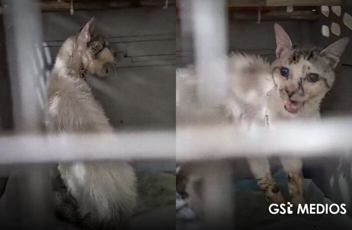 Queda ciego Tomasito, el gato que fue maltratado y rescatado en Jalisco