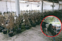 Aseguran droga y desmantelan narcoinvernadero en Teocaltiche, Jalisco