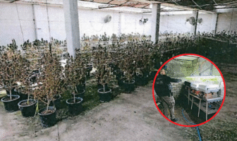 Aseguran droga y desmantelan narcoinvernadero en Teocaltiche, Jalisco