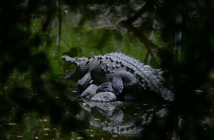 Refuerza Gobierno de Jalisco estrategia para convivencia responsable entre personas y cocodrilos en Puerto Vallarta