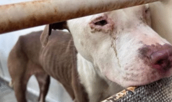 Indignación en Nuevo León por sacrificio de 70 perros en Centro de Bienestar Animal